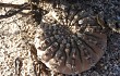 Preview photo Gymnocalycium bodenbenderianum