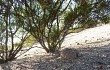 Vista previa de Gymnocalycium bodenbenderianum