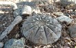 Vista previa de Gymnocalycium bodenbenderianum