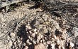 Preview photo Gymnocalycium bodenbenderianum