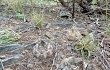 Vista previa de Gymnocalycium bodenbenderianum