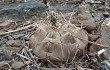 Preview photo Gymnocalycium bodenbenderianum