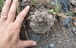 Vista previa de Gymnocalycium bodenbenderianum