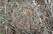 Preview photo Gymnocalycium bodenbenderianum