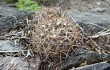 Preview photo Gymnocalycium bodenbenderianum