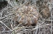 Preview photo Gymnocalycium bodenbenderianum