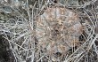 Vista previa de Gymnocalycium bodenbenderianum