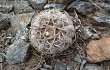 Anteprima di Gymnocalycium bodenbenderianum