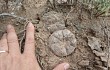 Preview photo Gymnocalycium bodenbenderianum