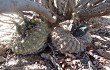 Preview photo Gymnocalycium bodenbenderianum