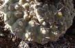 Preview photo Gymnocalycium bodenbenderianum