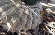 Preview photo Gymnocalycium bodenbenderianum