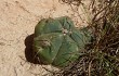 Anteprima di Gymnocalycium buenekeri