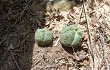 Anteprima di Gymnocalycium buenekeri