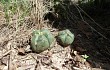 Vista previa de Gymnocalycium buenekeri