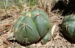 Anteprima di Gymnocalycium buenekeri