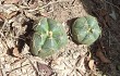 Preview photo Gymnocalycium buenekeri