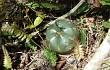 Preview photo Gymnocalycium buenekeri