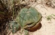 Anteprima di Gymnocalycium buenekeri