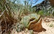 Vista previa de Gymnocalycium buenekeri