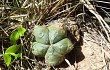 Anteprima di Gymnocalycium buenekeri