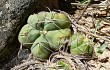 Vista previa de Gymnocalycium buenekeri