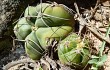 Vista previa de Gymnocalycium buenekeri