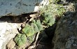 Anteprima di Gymnocalycium buenekeri