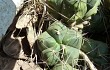 Preview photo Gymnocalycium buenekeri