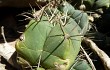 Vista previa de Gymnocalycium buenekeri