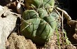 Anteprima di Gymnocalycium buenekeri