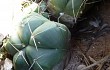 Anteprima di Gymnocalycium buenekeri