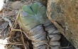 Anteprima di Gymnocalycium buenekeri