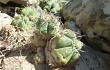 Anteprima di Gymnocalycium buenekeri