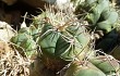 Anteprima di Gymnocalycium buenekeri