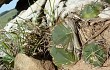 Preview photo Gymnocalycium buenekeri