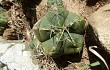 Preview photo Gymnocalycium buenekeri