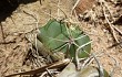 Vista previa de Gymnocalycium buenekeri