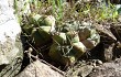 Vista previa de Gymnocalycium buenekeri