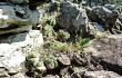 Vista previa de Gymnocalycium buenekeri