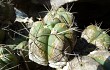 Preview photo Gymnocalycium buenekeri