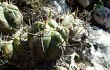 Preview photo Gymnocalycium buenekeri