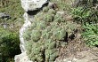 Vista previa de Gymnocalycium buenekeri