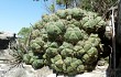 Preview photo Gymnocalycium buenekeri