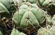 Preview photo Gymnocalycium buenekeri