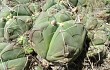 Anteprima di Gymnocalycium buenekeri