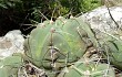 Vista previa de Gymnocalycium buenekeri