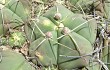 Vista previa de Gymnocalycium buenekeri