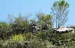 Vista previa de Gymnocalycium buenekeri