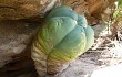 Preview photo Gymnocalycium buenekeri